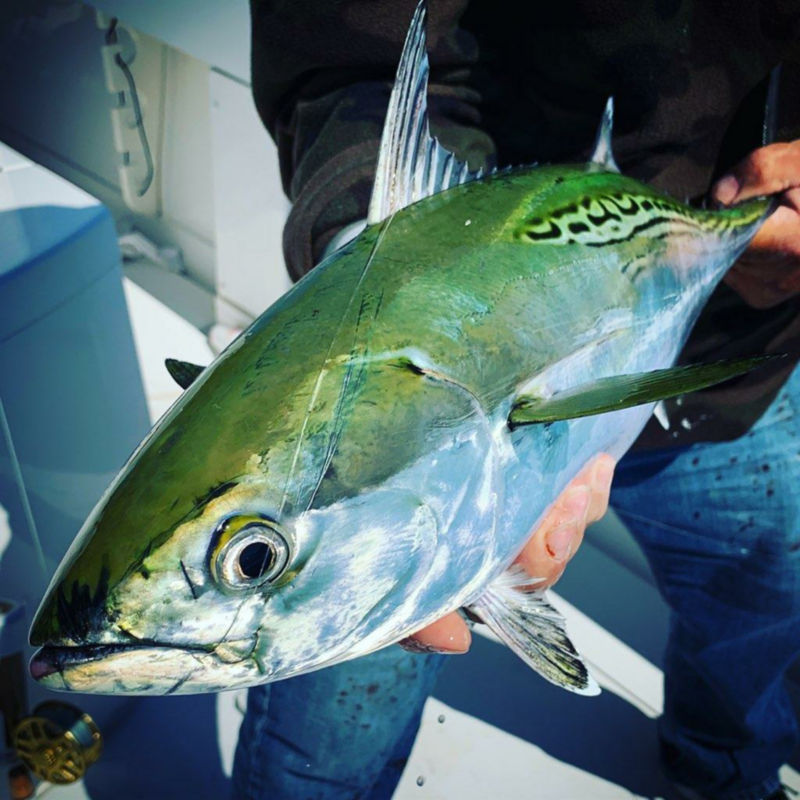 Captain Joe Mattioli -  image number 3