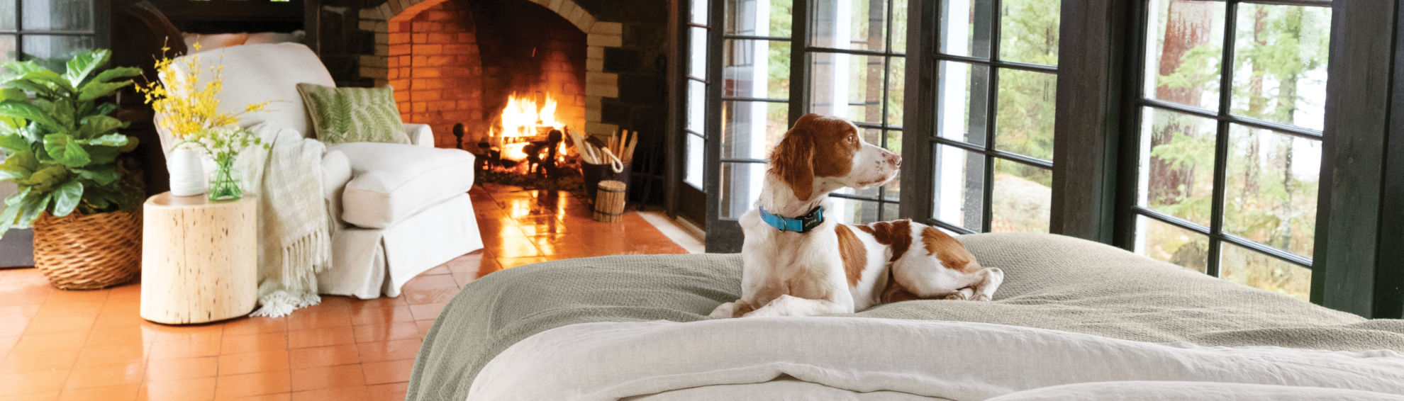 A dog looking out the windows of a comfortable room with a fire in a brick fireplace