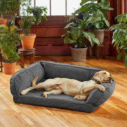 A yellow lab sprawled out on a gray bolstered dog bed in a room with lots of house plants