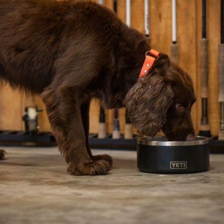 Brown dog eating out of a black food bowl