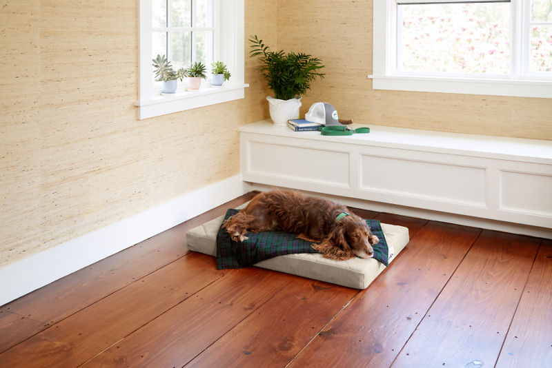 A brown dog sleeping on a khaki platform bed with a dog blanket on top