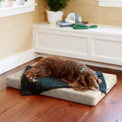 A brown dog sleeping on a khaki platform bed with a dog blanket on top