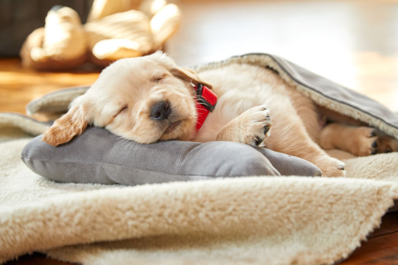 A yellow lab puppy wearing a cherry red collar asleep on a bed inside a home.