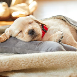 A yellow lab puppy wearing a cherry red collar asleep on a bed inside a home