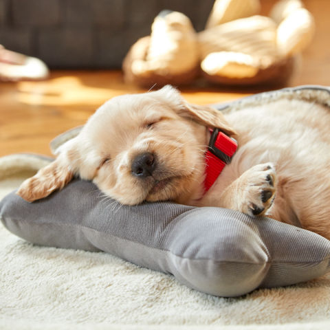 A puppy sleeps on a gray plush bone while wearing a red collar