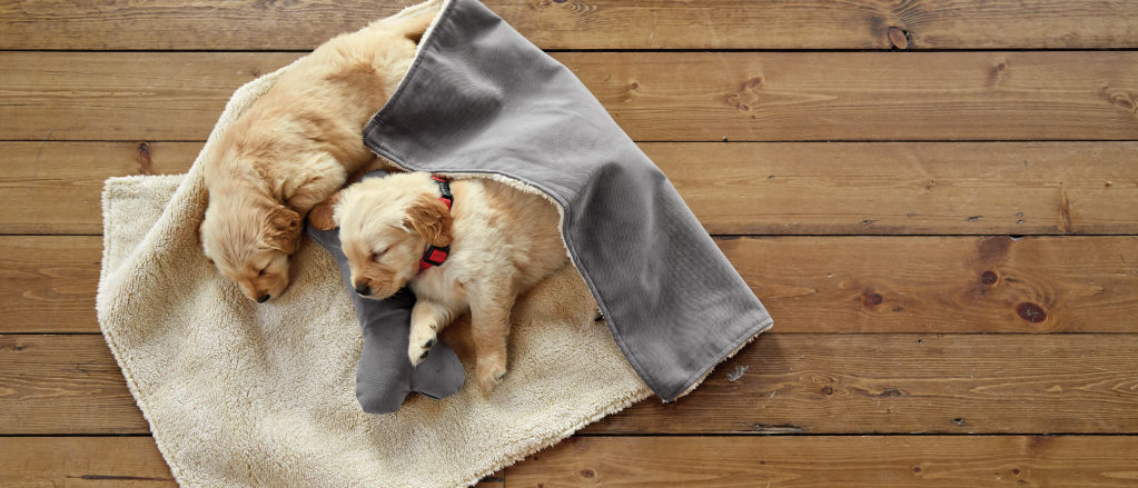 Two yellow lab puppies asleep on the floor with a blanket over them