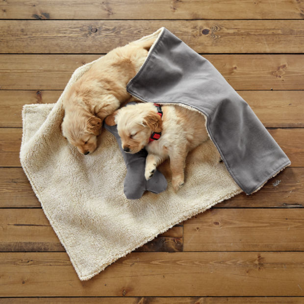 Two golden retriever puppies sleep curled on a small fuzzy blanket on a wooden floor.