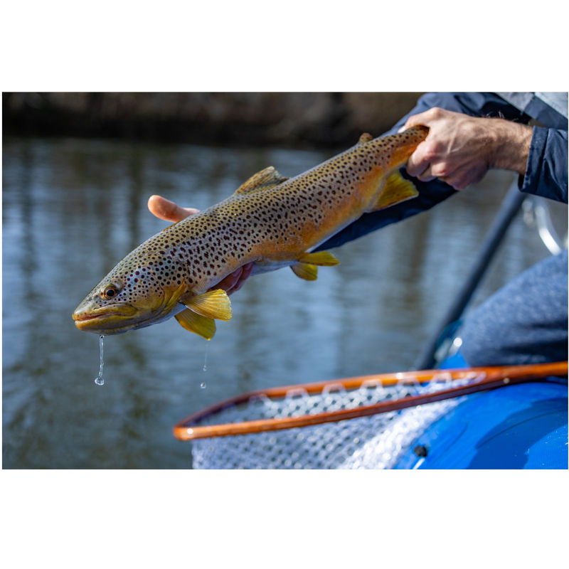 E.J. Stern, NC -  image number 5