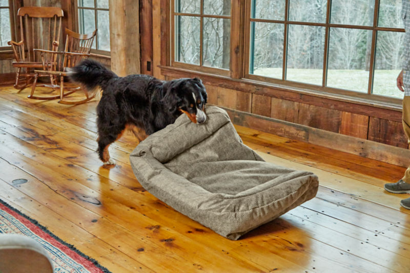 Dog keeps 2025 chewing bed