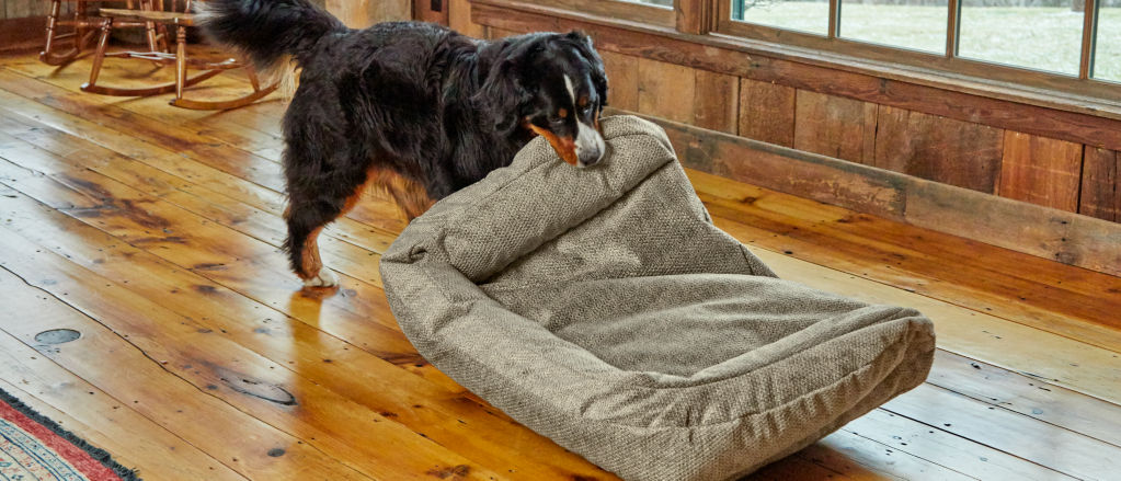 A Bernese Mountain Dog drags a dog bed around a shiny wood floor