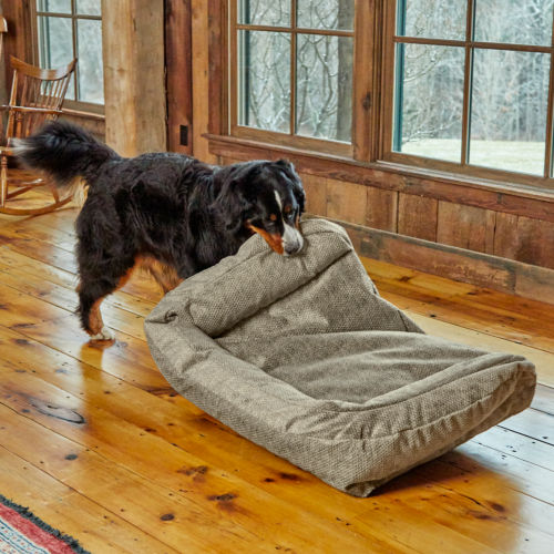 A Bernese Mountain Dog drags a dog bed around a shiny wood floor.