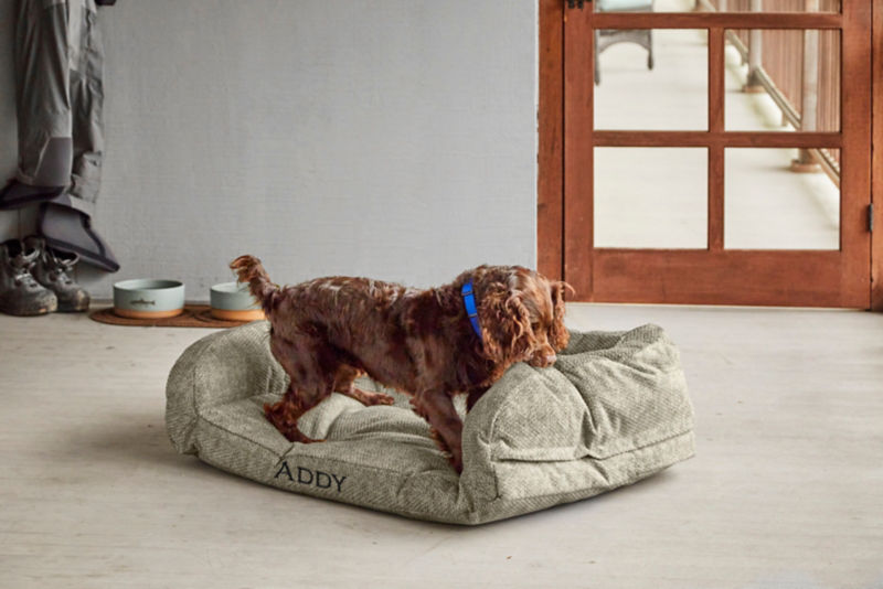 A red spaniel tugs the side of a dog bed with the name Addy embroidered on it.