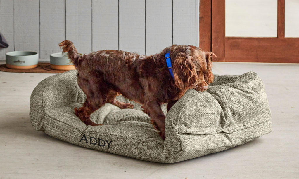 A red spaniel tugs the side of a dog bed with the name Addy embroidered on it.
