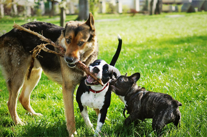 Three dogs playing outside with a stick on the green grass.