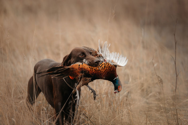 A bird dog shows off a dead pheasant in the dry grass.
