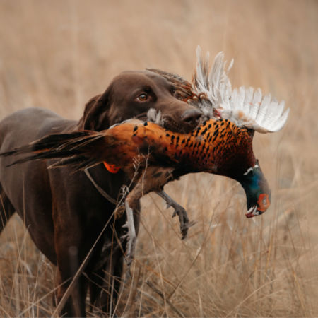 A hunting dog returns with a pheasant in its mouth.