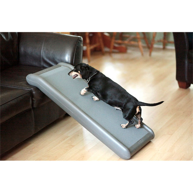 A little black dog going up a ramp onto a leather couch