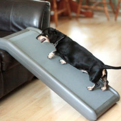 A little black dog going up a ramp onto a leather couch