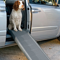 A brown and white dog sitting in the back of a van in front of a dog ramp