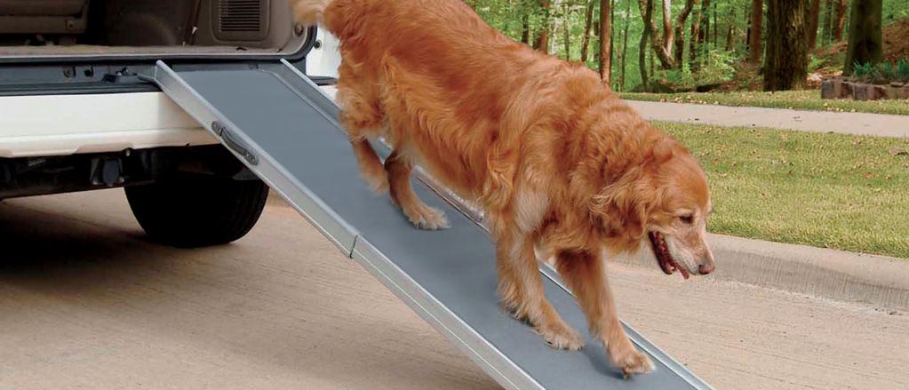 A golden retriever walking down a ramp from the back of a car