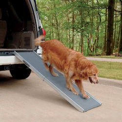 A golden retriever using a pet ramp to get out of a car