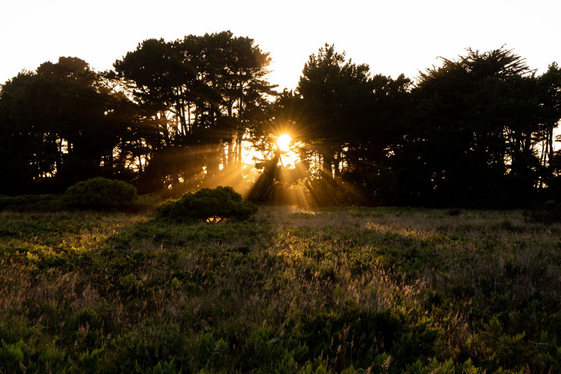 The sun bursts through a row of trees shining its corona on an green field.