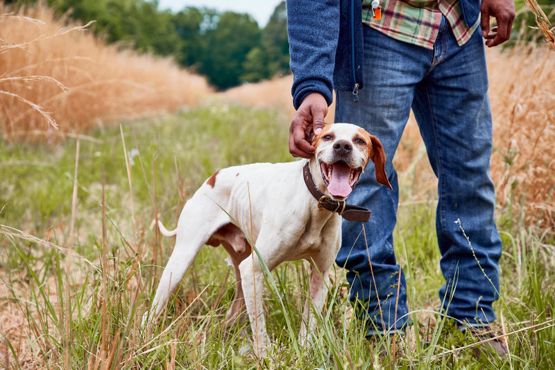 A dog smiling at camera while leaning against his owner