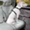 Kurgo® Seatbelt Buckle Dog Tether -  image number 0