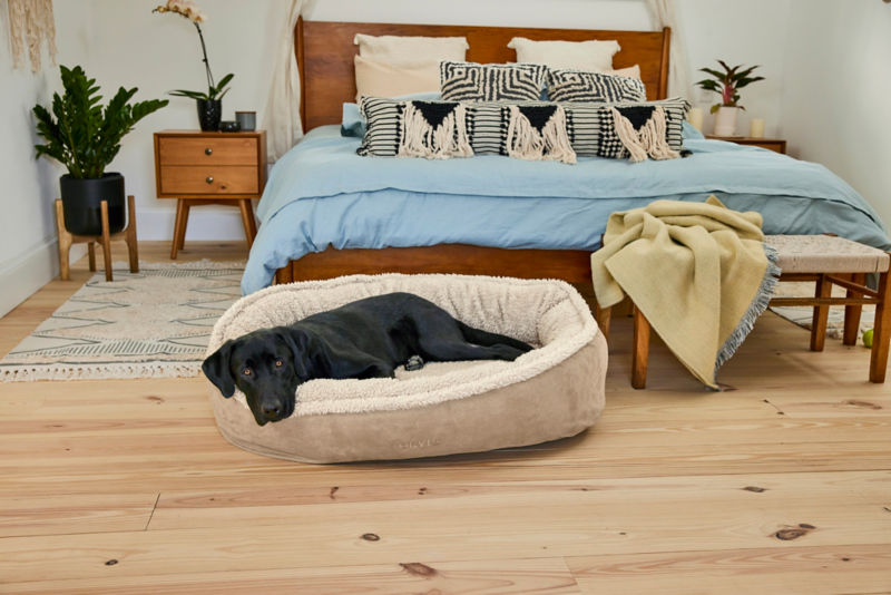 A black dog inside a home surrounded laying in a dog bed.