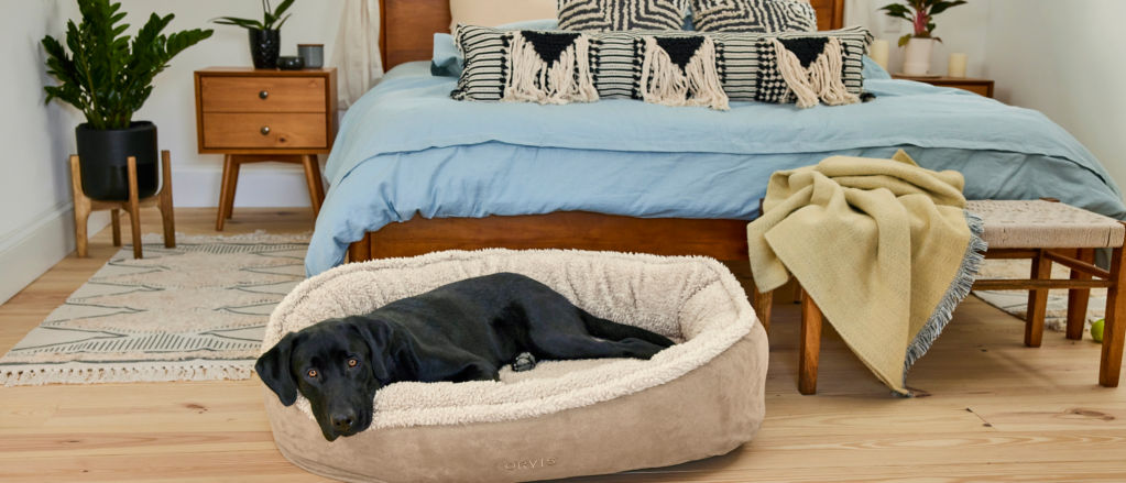 A black dog lays in a dog bed on a wooden floor.