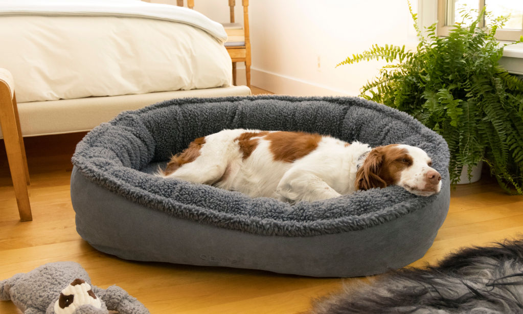 A liver and white bird dog snuggles into a Fleecelock wraparound bed.