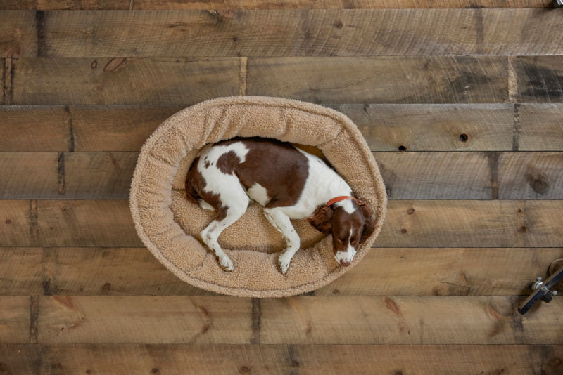 A view from above of a sleeping dog in a round dog bed.