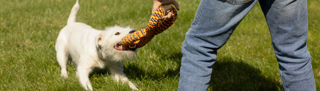 A small white dog in the green grass playing tug of war