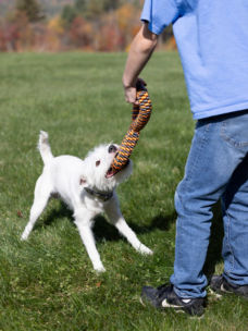 A boy wearing blue playing with a toy with a small white dog outside