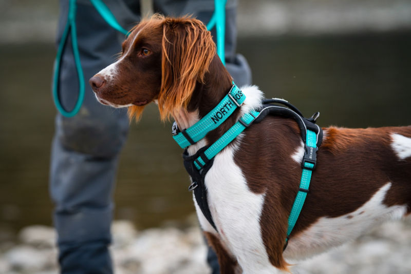 Dog wears teal Tough Trail&trade; Dog Collar and Harness as it and its owner wade across a river.