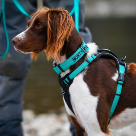 A brown and white dog wearing a teal harness and leash