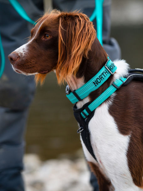 Dog wears teal Tough Trail™ Dog Collar and Harness as it and its owner wade across a river.