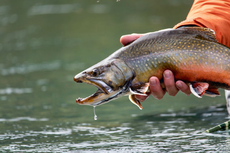 Fortress Lake Fly Fishing Retreat, BC -  image number 7