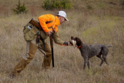 Jon Hubble receiving a retrieved bird from his wire-haired pointer.