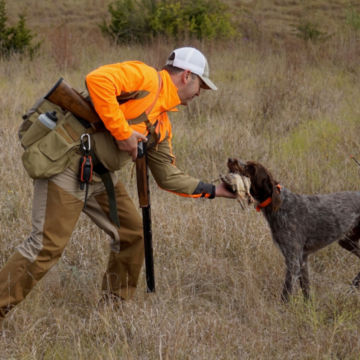 A hunter retrieves birds from his hunting dog.