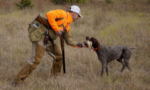 A hunter retrieves birds from his hunting dog.