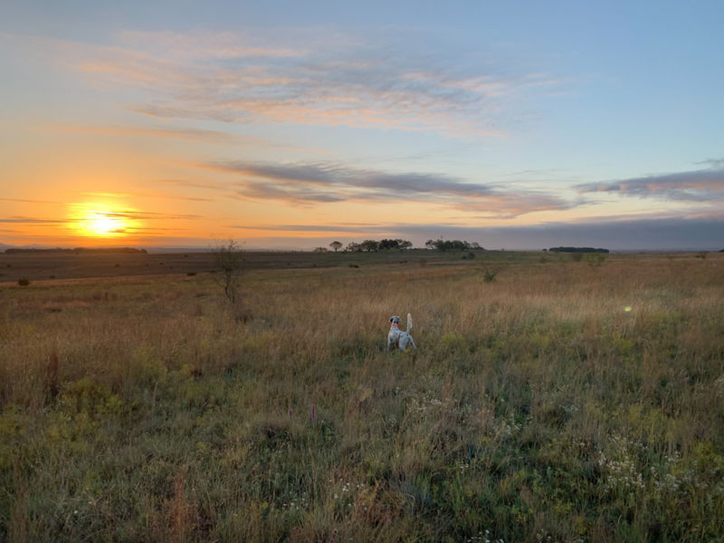 Jon Hubble Premier Wingshooting, TX -  image number 4