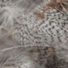 Hand-Selected European Partridge Feathers - NATURAL GRAY