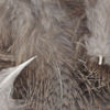 Hand-Selected European Partridge Feathers - BROWN