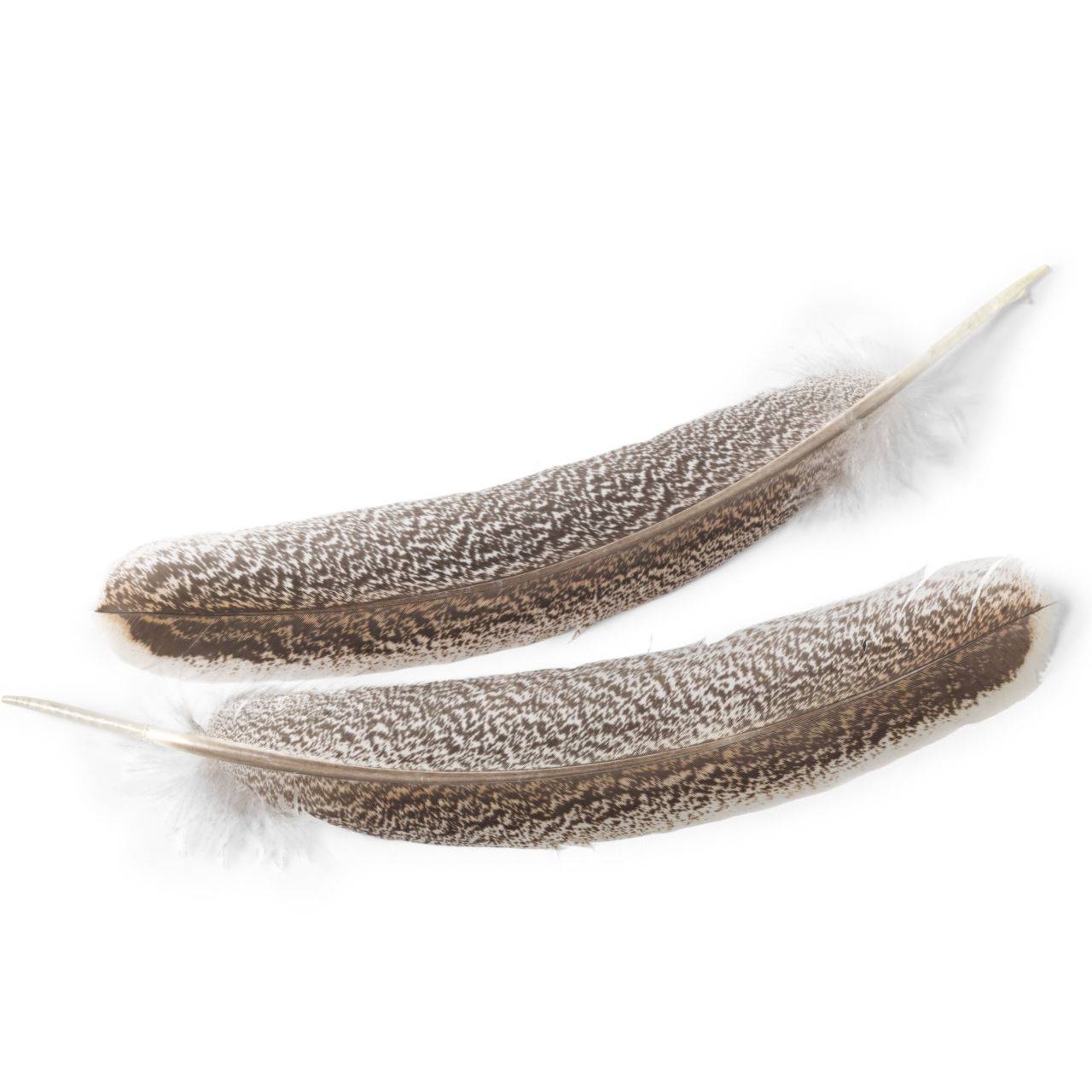 Premium Turkey Wing Feathers -  image number 0