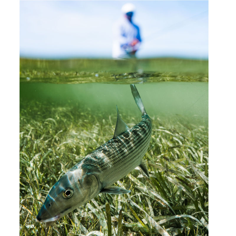 Bahamas Saltwater School at The Delphi Club