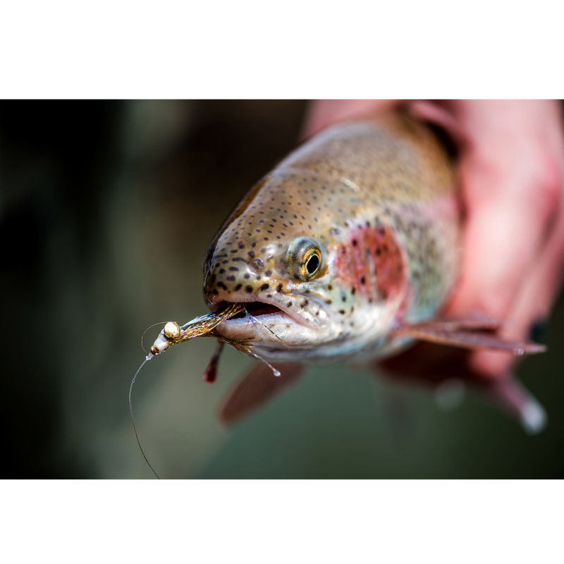 5280 Angler, CO -  image number 1