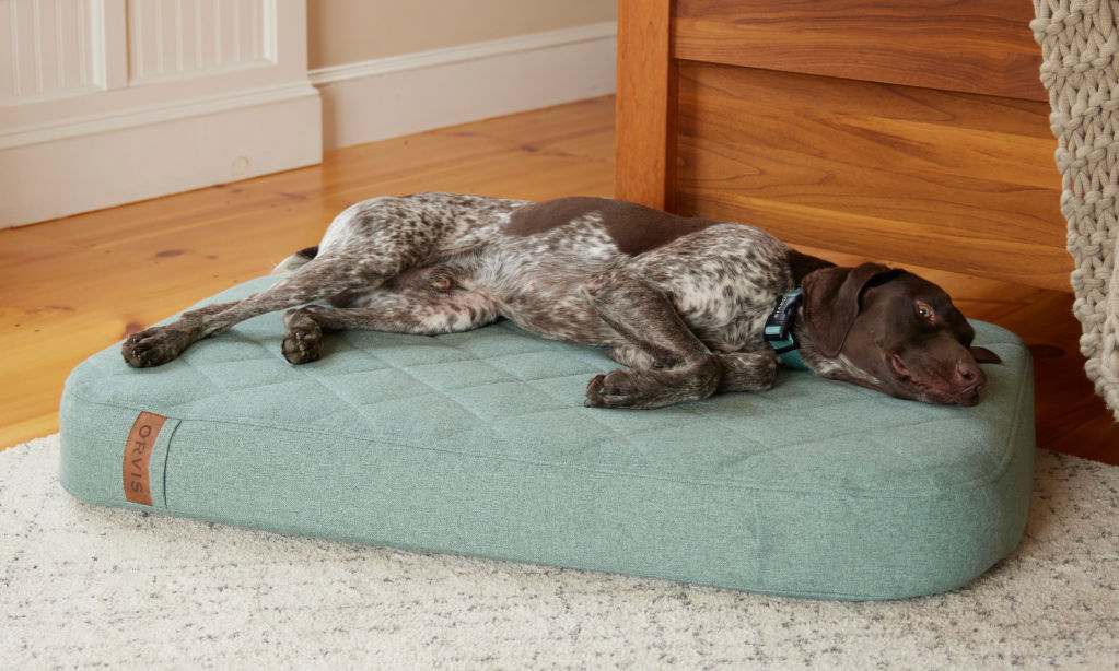 A German Short-Haired Pointer sleeps on a soft green Lounger Dog Bed.