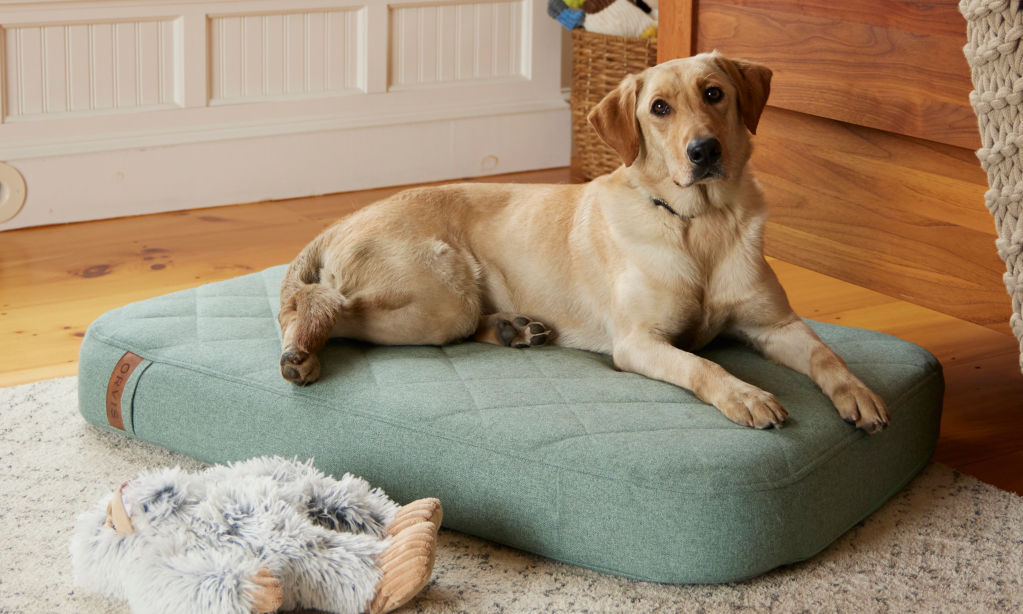 A yellow Labrador Retriever lays on a green RecoveryZone Lounger Dog Bed.