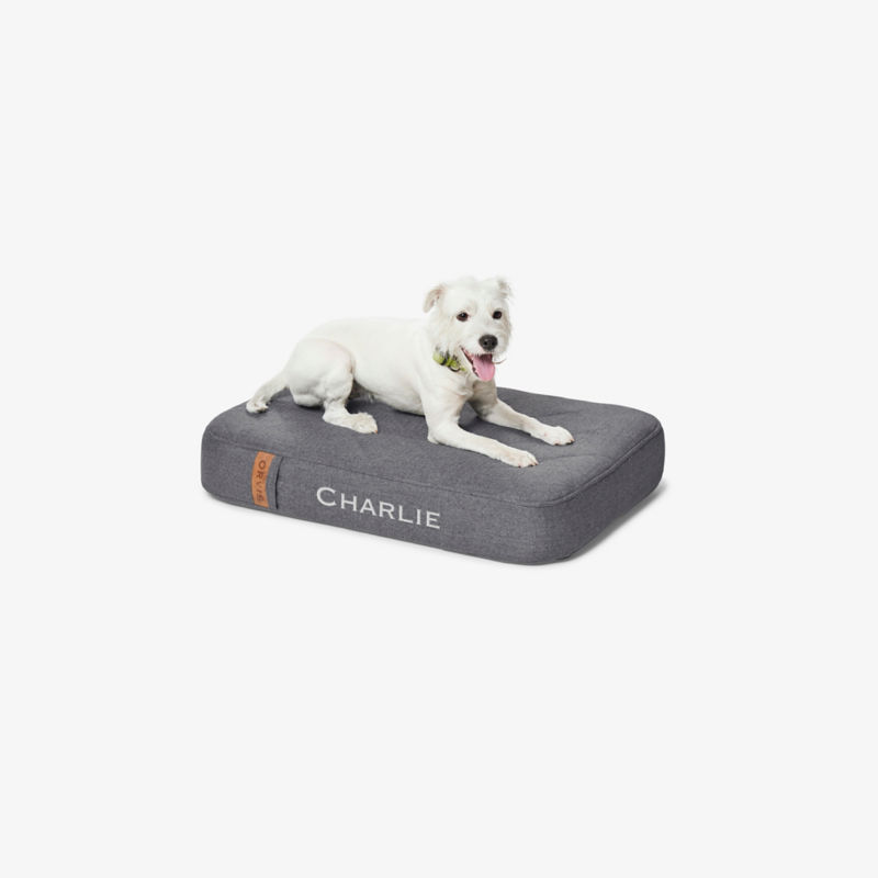 A fuzzy white dog on a charcoal RecoveryZone Lounger Bed.